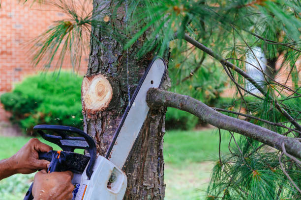 How Our Tree Care Process Works  in Grand Point, LA